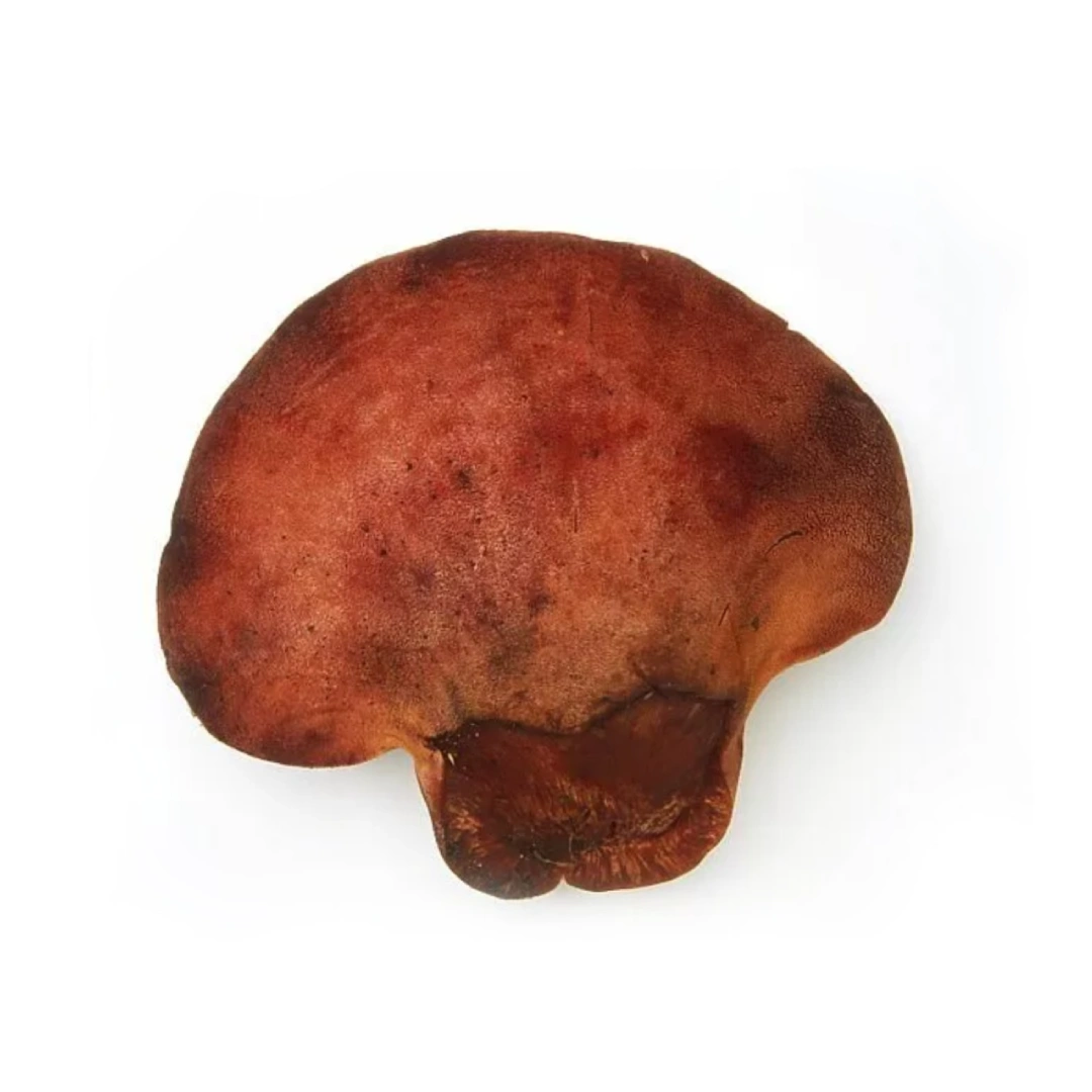 Beefsteak Mushroom Liquid Culture