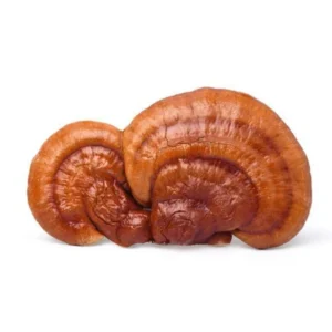 Reishi Mushroom Liquid Culture