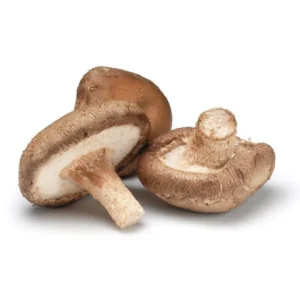 Shiitake Mushroom Liquid Culture