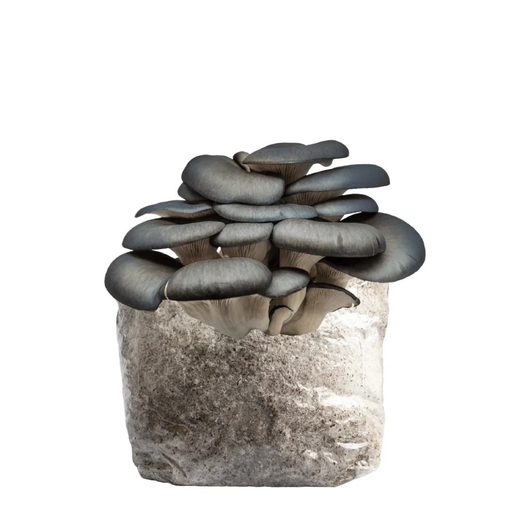 6LB Blue Oyster Premium Fruiting Kit - 100% Colonized