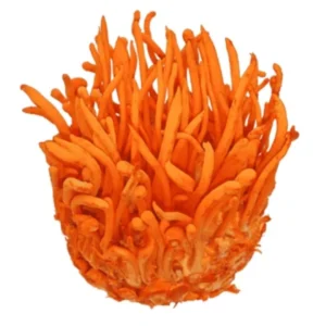 Cordyceps Militaris Mushroom Liquid Culture