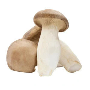 King Oyster Mushroom Liquid Culture