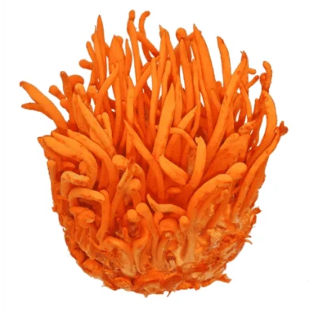 Cordyceps Militaris Mushroom Liquid Culture