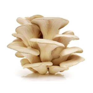 Pearl Oyster Mushroom Liquid Culture