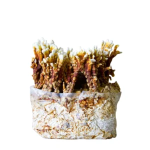 6LB Reishi Mushroom Premium Fruiting Kit - 100% Colonized