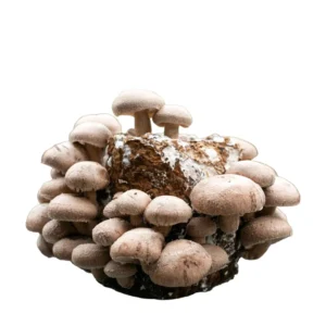 6LB Shiitake Mushroom Premium Fruiting Kit - 100% Colonized