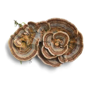 Turkey Tail Mushroom Liquid Culture